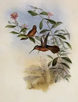 Glaucis: Dohrn's Hermit, Glaucis Dohrni