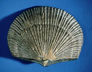 Silurian: Doleorthis, brachiopod