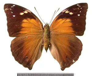 Abnormality: Doleschallia hexophthalmos, Autumn leaf butterfly