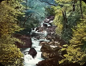 Dolgellau: Dolgelley Forest