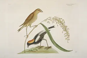 Nape: Dolichonyx oryzivorus, bobolink