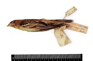 Bobolink: Dolichonyx oryzivorus, bobolink