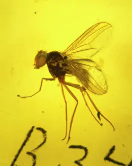 Amber: Dolichopodidae, long-legged fly in amber
