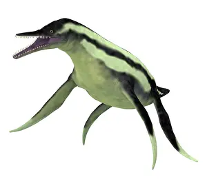 Plesiosaur: Dolichorhynchops aquatic reptile, side view on