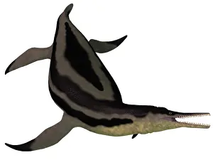 Elasmosaurid: Dolichorhynchops, an extinct genus of short-neck Plesiosaur