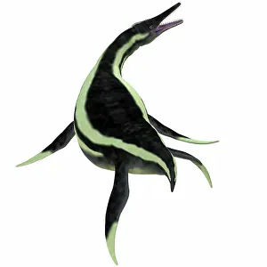 Elasmosaurid: Dolichorhynchops marine reptile