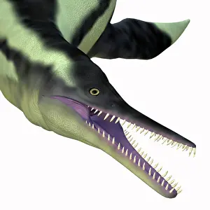 Snout: Dolichorhynchops plesiosaur head