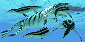Elasmosaurid: Dolichorhynchops plesiosaurs try to evade a Dakosaurus ?