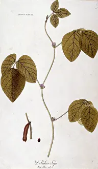 Soybean: Dolichos soja, soybean