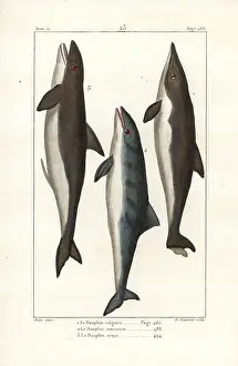 Oviparous: Dolphin, beluga and orca