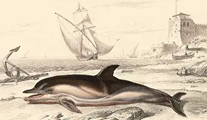 Dolphins: Dolphin (Delphinius delphis)