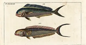 Hippurus: Dolphin fish and sand tilefish