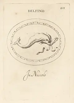 Nicolo: Dolphin, the sacred animal of Venus