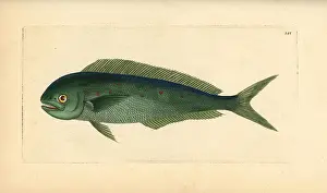 Hippurus: Dolphinfish, Coryphaena hippurus