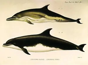 Forehead: Dolphins