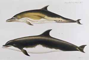 Dolphins: DOLPHINS/TRANS.ZOO.1885