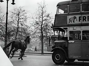 Februar: A dolted out horse in Knightsbridge
