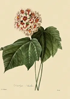 Dombey: Dombeya Ameliae
