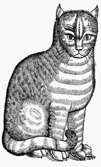 Entymology: Domestic cat