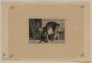 Bobtail: Domestic cat