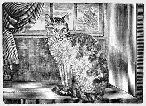 Describe: DOMESTIC CAT (BEWICK)