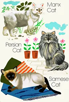 Manx: Domestic cats