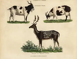 Smellie: Domestic goats and fallow or venison deer