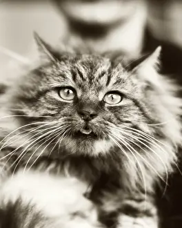 Locally: Domestic Mackerel Tabby Cat