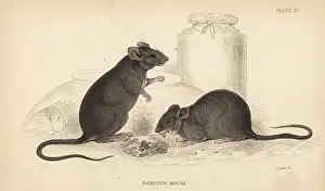 Musculus: Domestic mouse, Mus musculus