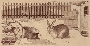 Rabier: The Domestic Rabbit