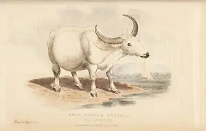 Cuvier: Domestic water buffalo, Bubalus bubalus