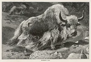 Yaks: DOMESTIC YAK