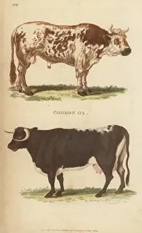 G. Kearsley: Domesticated British horned cattle breeds