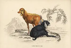 Hircus: Domesticated goat, Capra aegagrus hircus