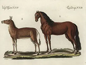 Waitz: Domesticated horse and dziggetai