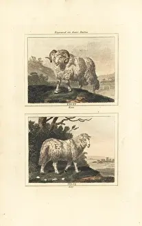 Barrs Buffon: Domesticated sheep, ram and ewe