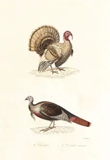 Achille Richard: Domesticated turkey and wild turkey