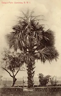 Dominica: Dominica, West Indies - Palm Trees