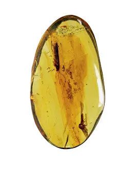 Resin: Dominican amber