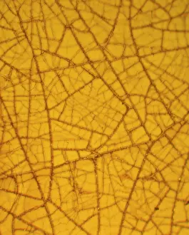 Crazed: Dominican amber