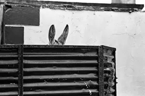 Corrugated: Doney ears, Ireland