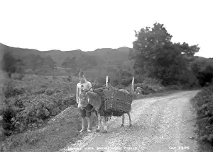Creels: Donkey With Basketwork Creels
