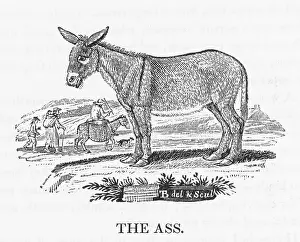 Originating: DONKEY (BEWICK)