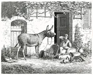 Clap: DONKEY BRAYING