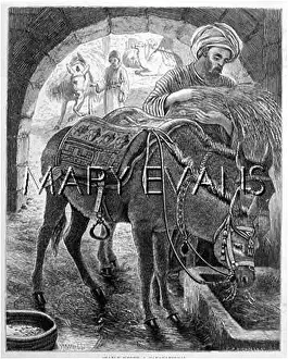 Caravanserai: DONKEY/CARAVANSERAI