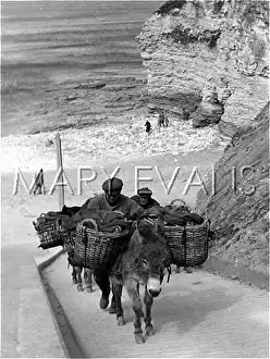 Flamborough: DONKEY CARRYING BASKETS