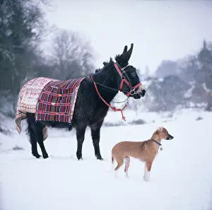 Bridget: Donkey and Dog in Snow