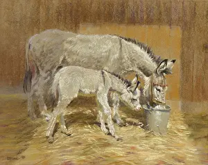 Feeds: A Donkey and a Foal