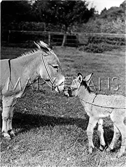 Nuzzling: DONKEY AND FOAL