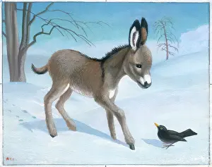 Heda: Donkey foal and blackbird in the snow